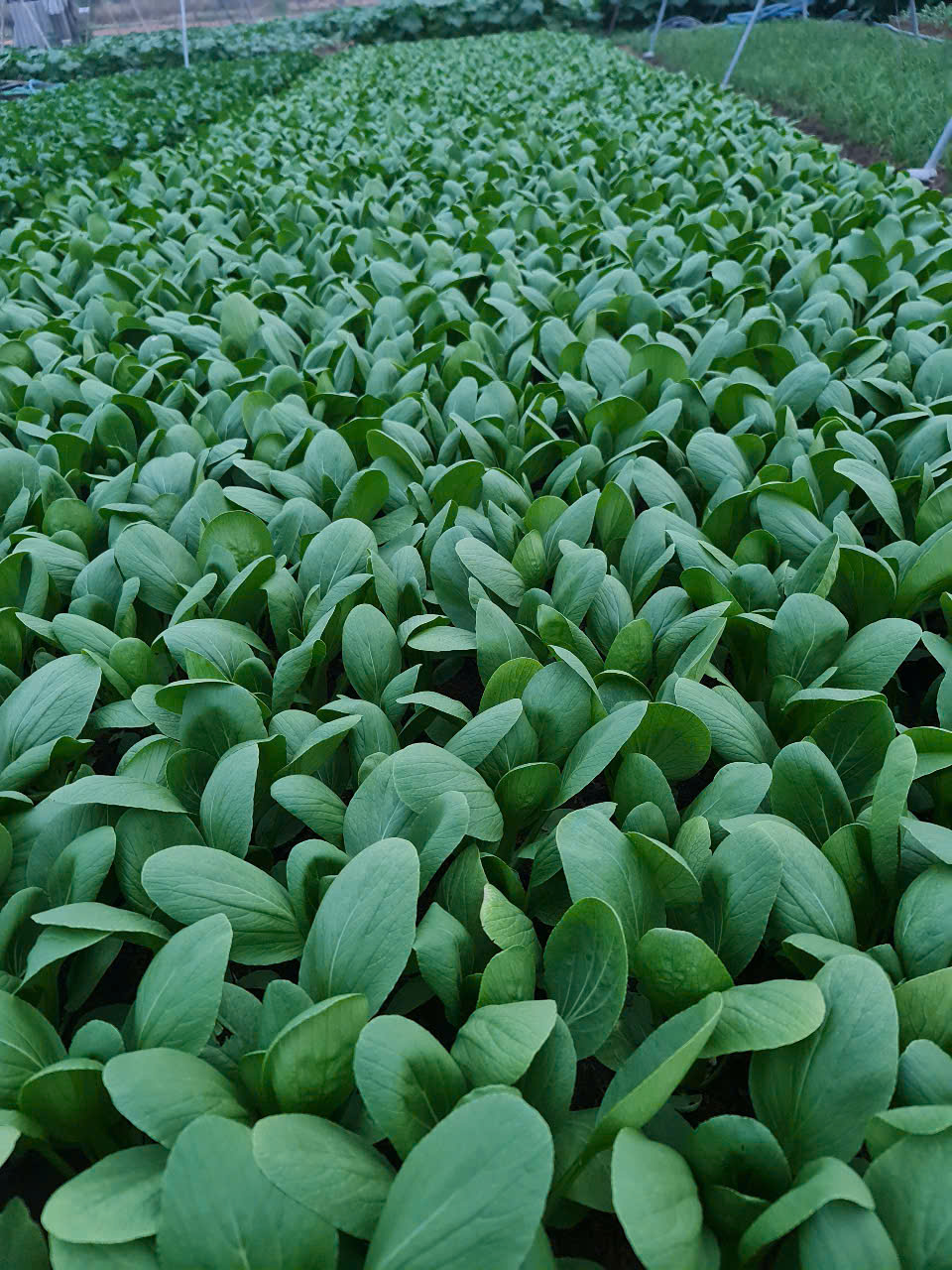 Quy trình hoạt động