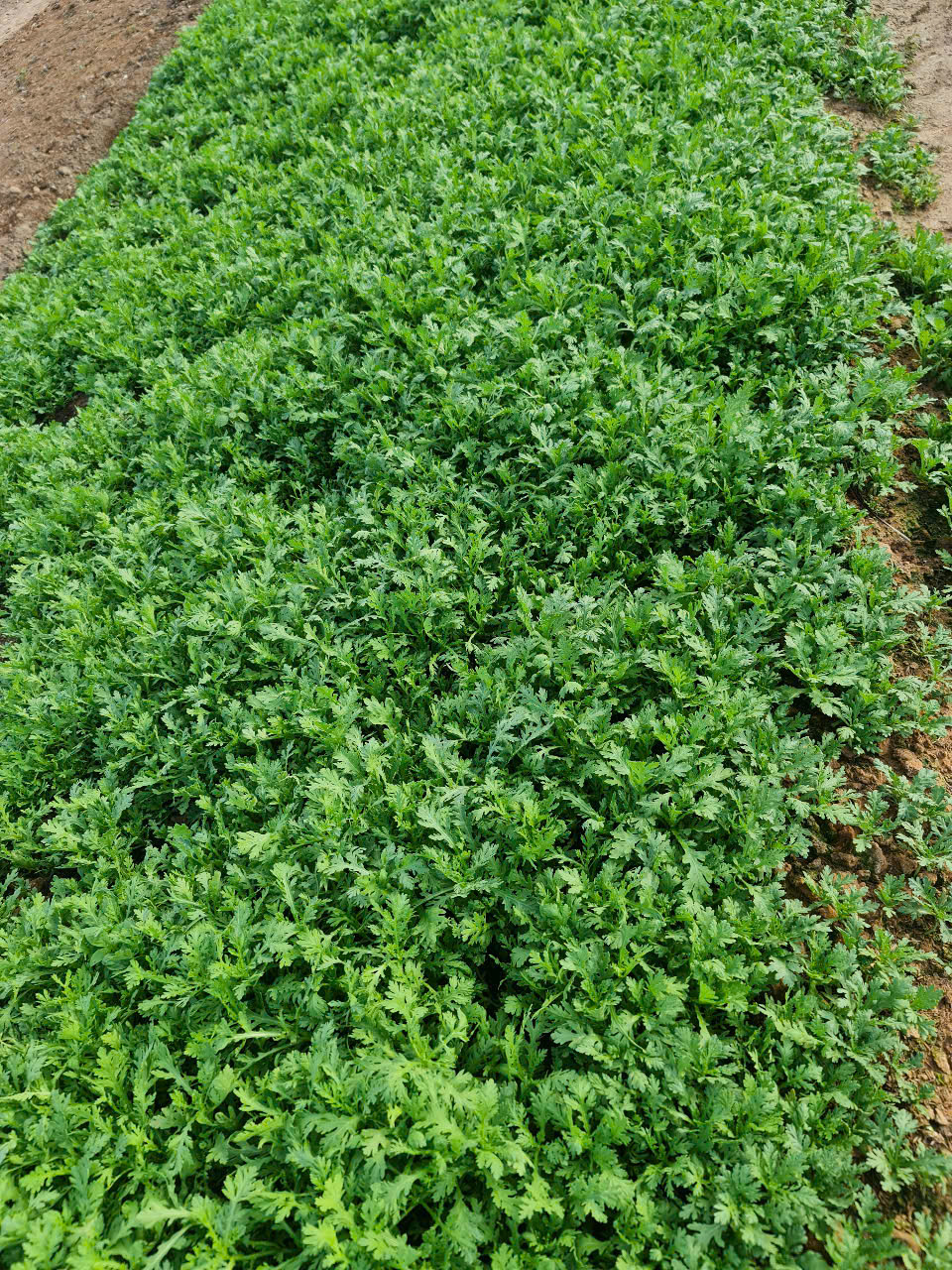 Suất ăn công nghiệp