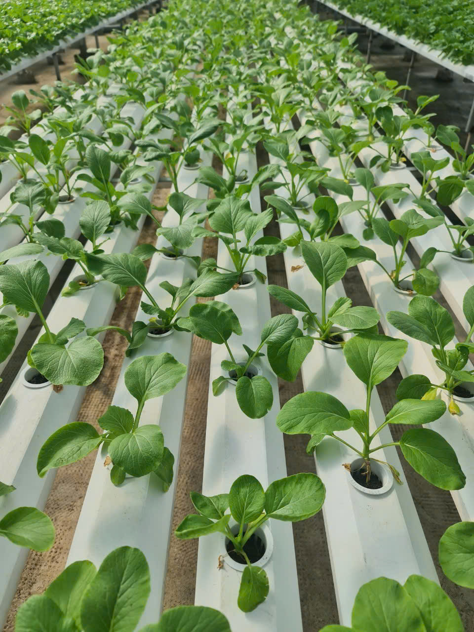 Quy trình hoạt động